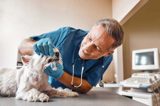 Best Pediatric Emergency Dentist in Daleville, IN